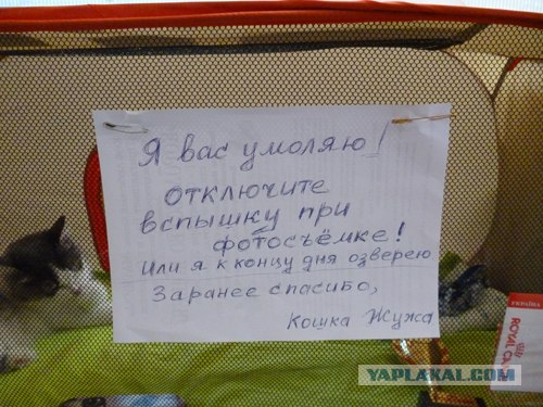 Сонный Котовторник