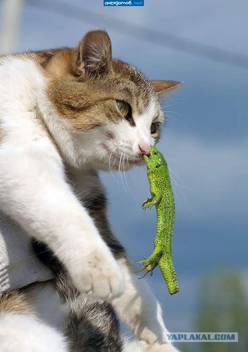 Хороший котик, в песочек ходит