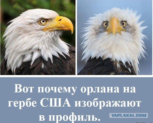 Воспоминания диванного воина о русско-украинской войне