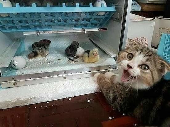 Подборка картинок всяких