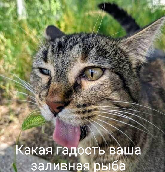 Картинки и мемы для настроения 05.08.2021