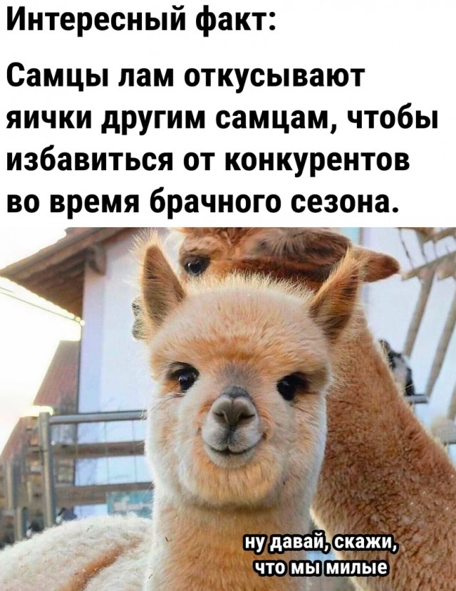 Чуток картинок 13.06.22