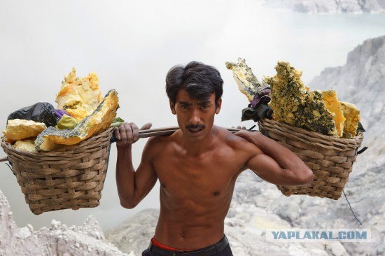 Они живут только 40 лет