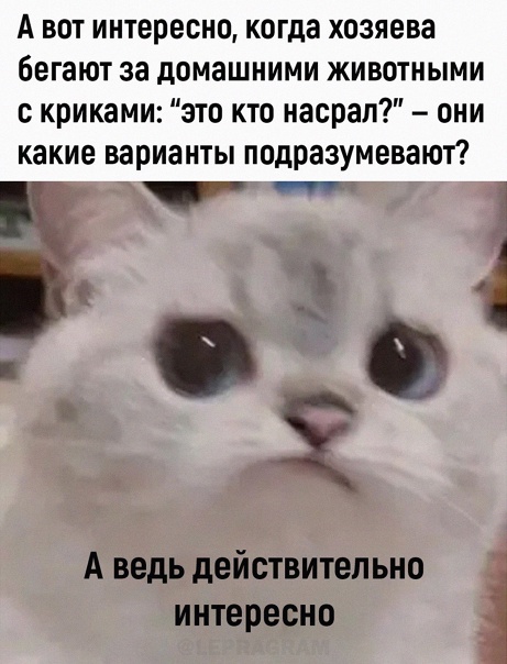 Весёлый полтишок 11.07.22