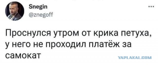 Собака-тролляка