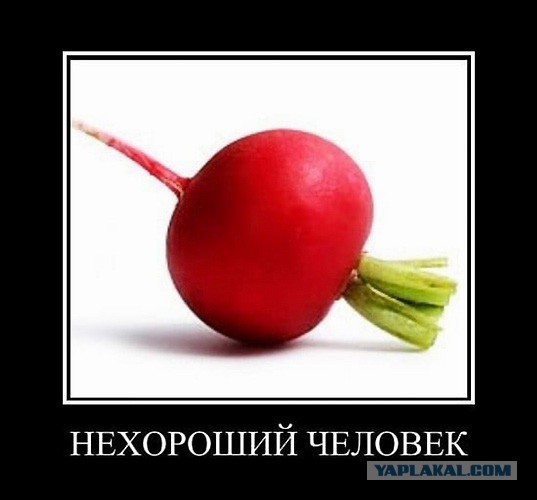 Жаль нет ружья!