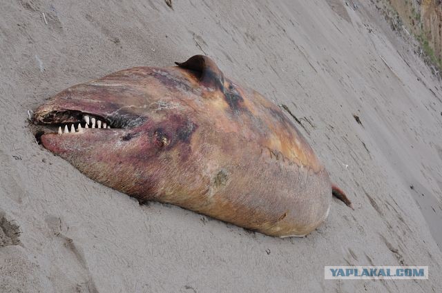 Монстр на пляже