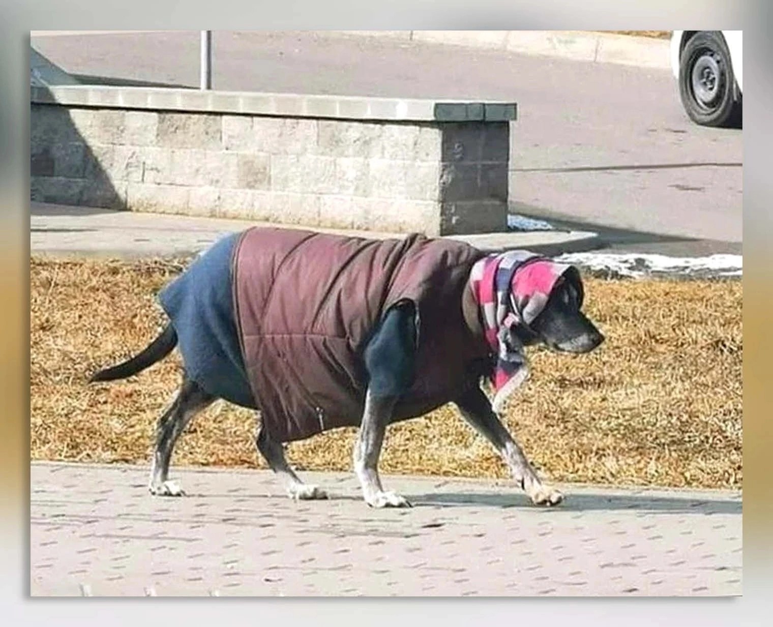 Собака в платке
