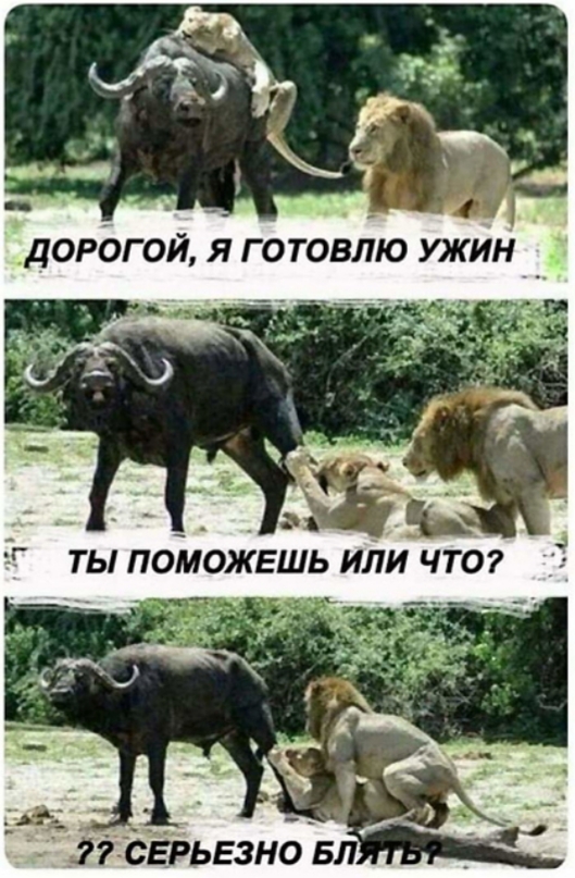 Веселые картинки в понедельник (16.09)