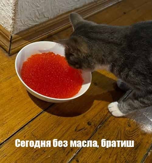 Нуштош 05.11.2024