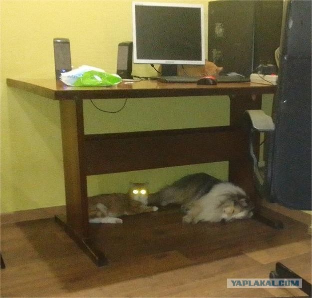 12 самых смешных котов в истории комического конкурса Comedy Pet Photography Awards