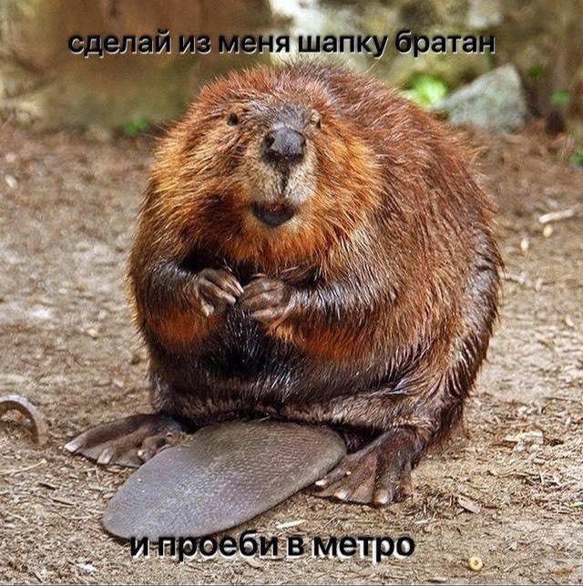 Веселое настроение в картинках (22.10.2025)