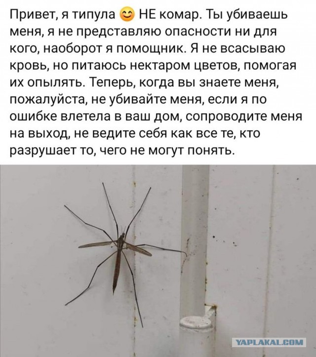 Куча мала 7
