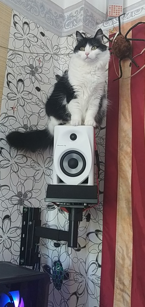 Сегодня праздник у кошки