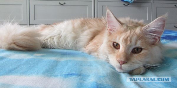 Котовторник 23.07.2013