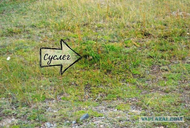 Автопутешествие  "Оренбург - Горный Алтай"