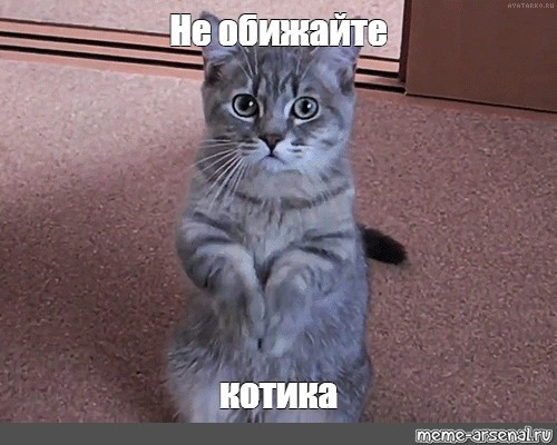 Коты