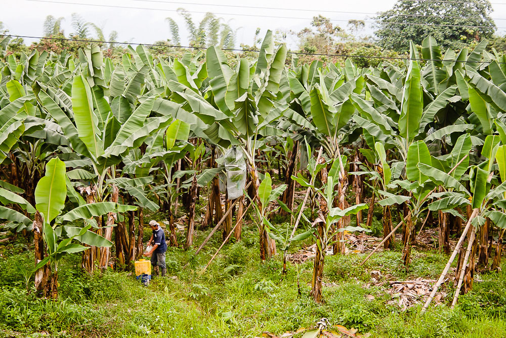 Поле бананов. Коста рика плантации бананов. Бананы в теплице. Плантации бананов на килиманджаро. Банановые плантации в эквадоре.