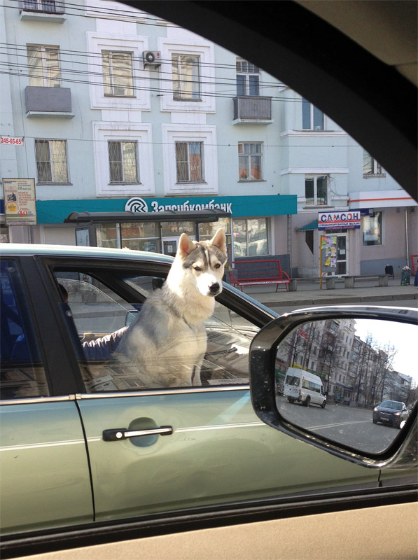 Что такое собака в доме