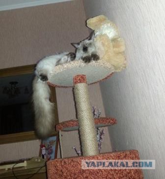 Котовторник 25.02.2014
