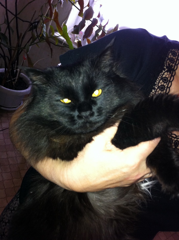 Котовторник 04.03.2014