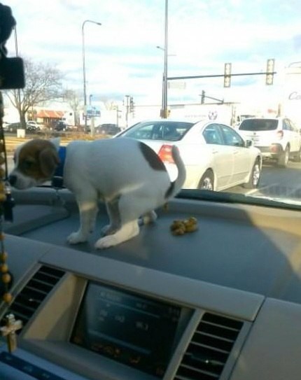 Веселые картинки