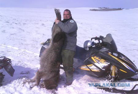 Черный волк