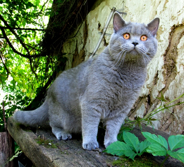 Котовторник  08.07.2014