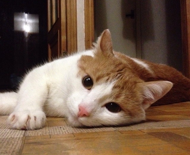 Котовторник 7.10.2014