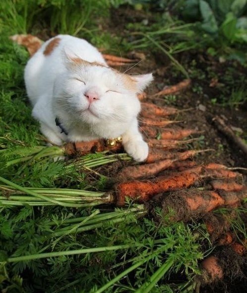 Котэ, которых застали врасплох