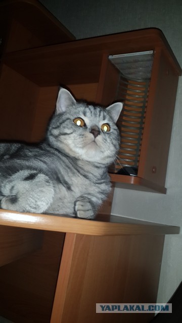 Котовторник