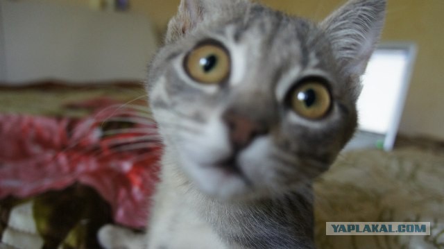 Котовторник 24.03.2015