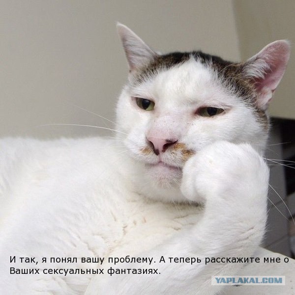 Известные котомемы.