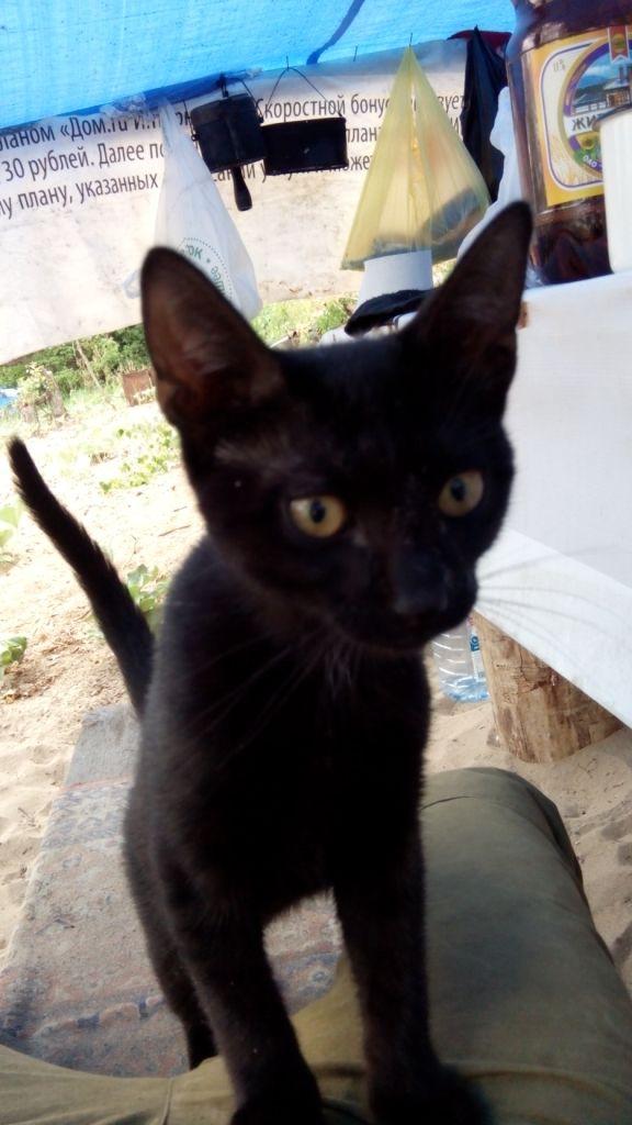 Котовторник  21.07.2015