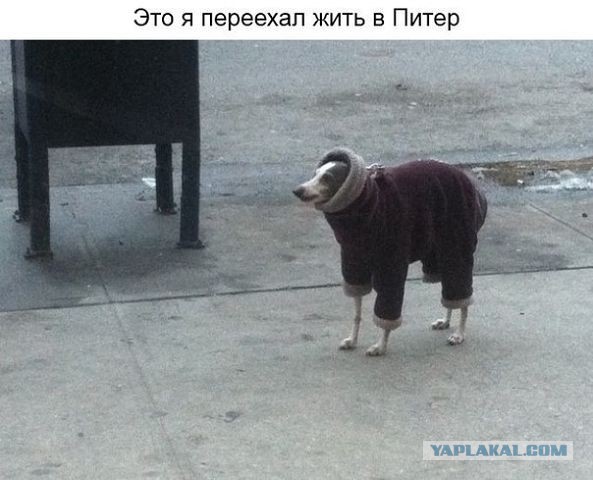 Культурная столица, б***!