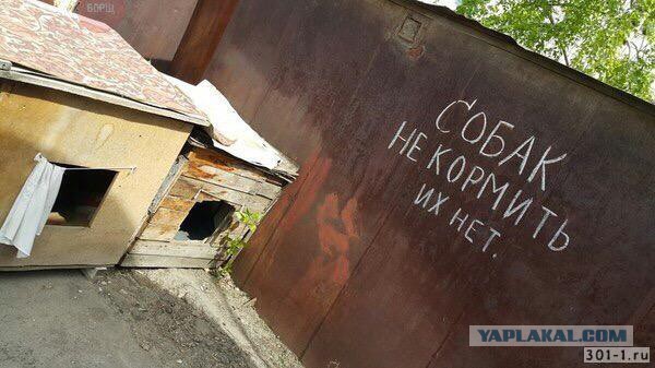 Исчезающая собака