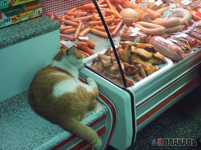 Коты, кошки, котята