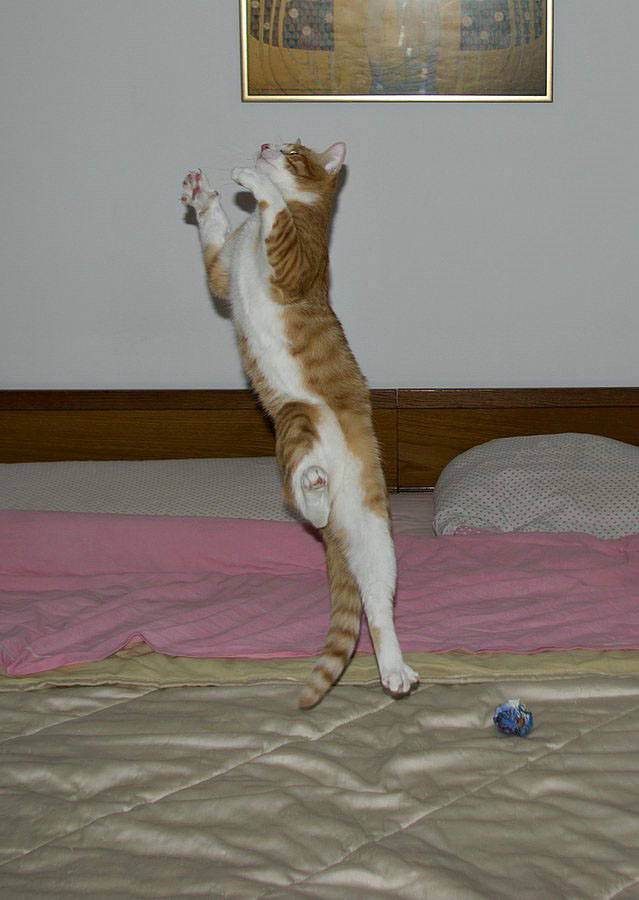 Летающий котовторник на ЯПлакалъ! (38 котов)