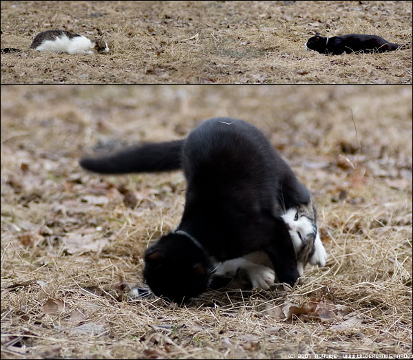 Котомет во вторник (11.12.2007)