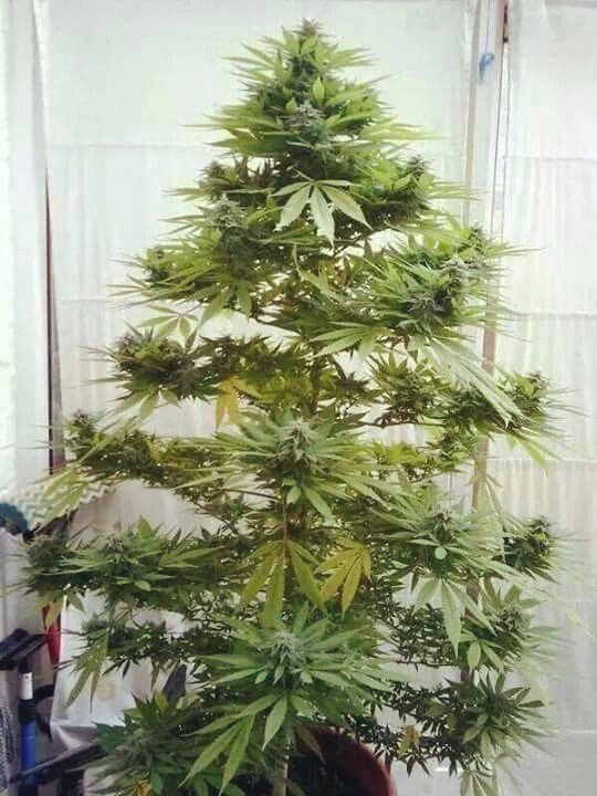 Картинки и приколы из сети