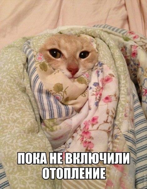 Прикольные животные