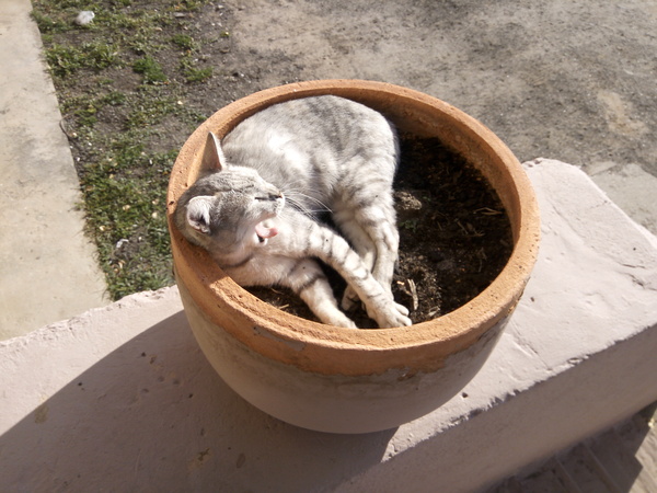 Коты из сети