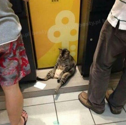 Коты из сети