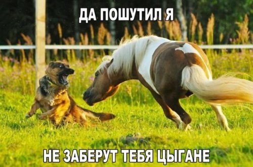 Смешные картинки с надписями 2