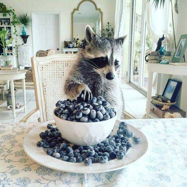 Самые смешные животные