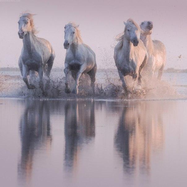 Самые смешные животные