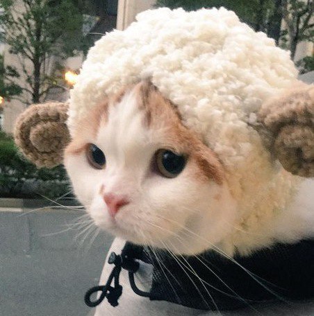 Коты и Кошки
