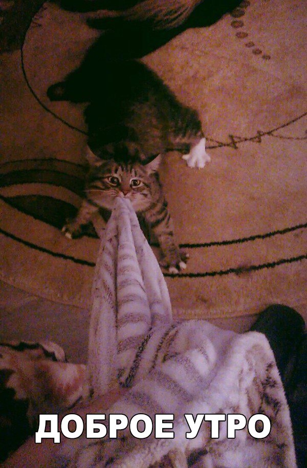 Коты и Кошки