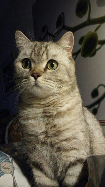 Коты и Кошки