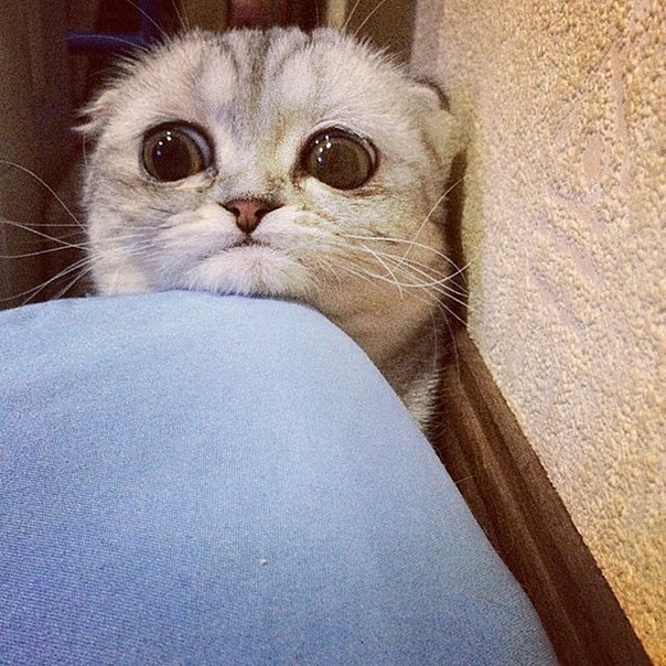 Коты и Кошки